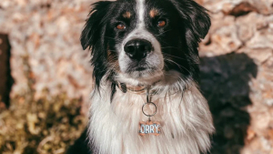 Illustration : "Identifiez votre chien plus facilement avec une médaille personnalisée et originale"